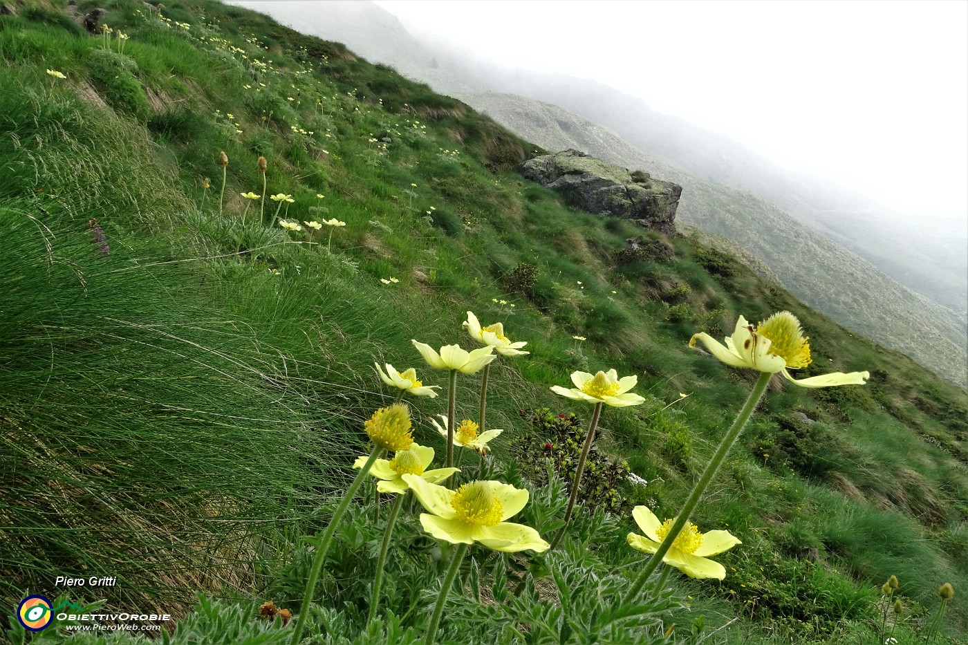 14 Pulsatilla alpina (sulfurea).JPG